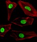 SUMO2/3 Antibody (C-term)